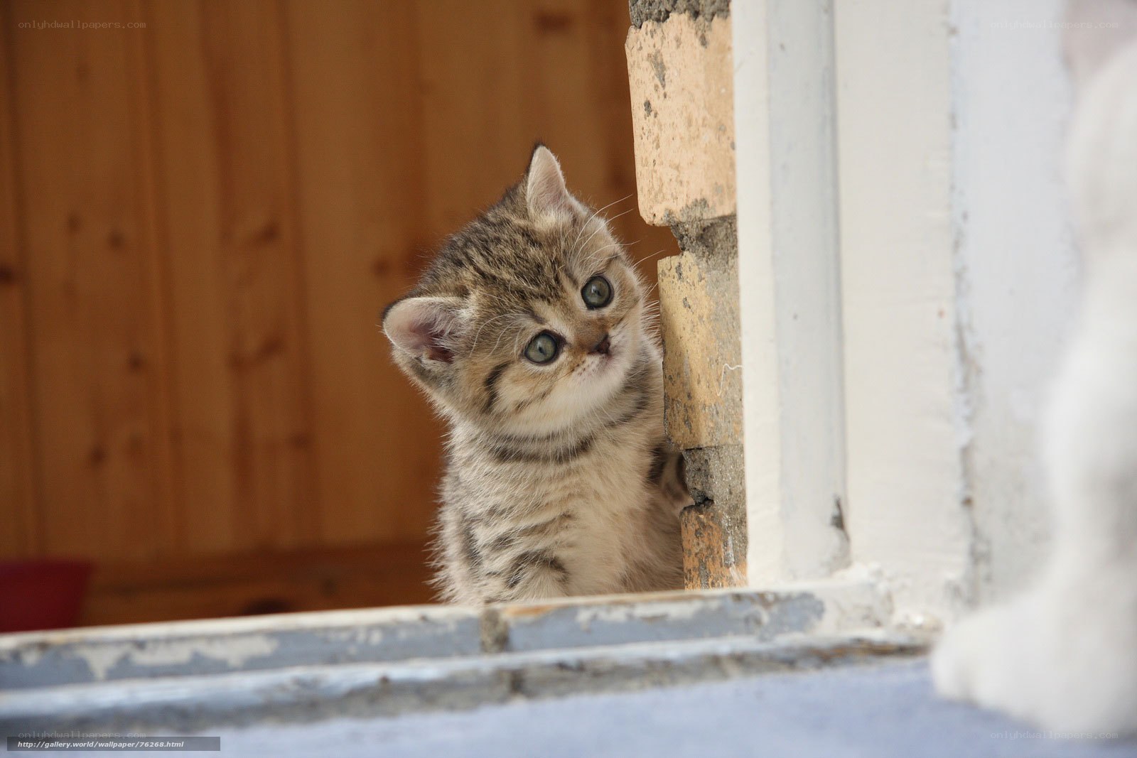 curious tabby kitten peeking