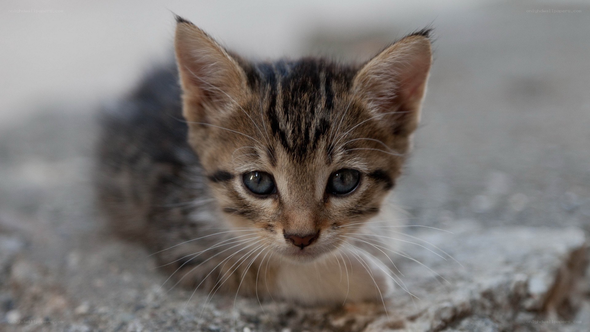 curious tabby kitten