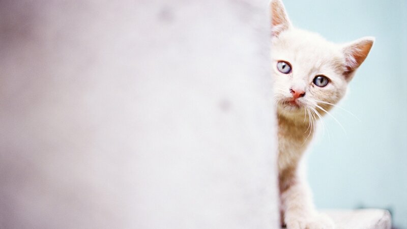curious white kitten peeking