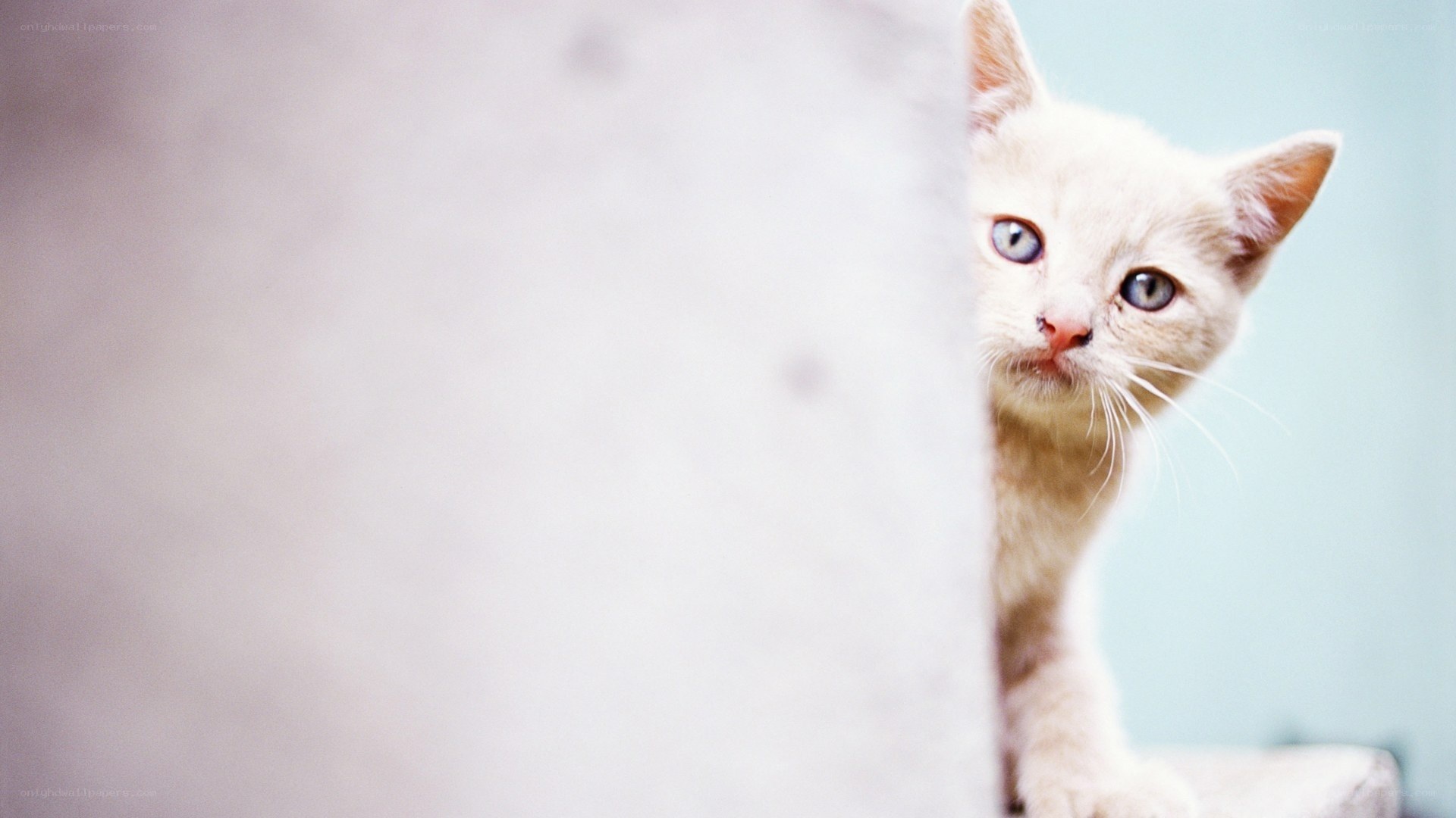 curious white kitten peeking