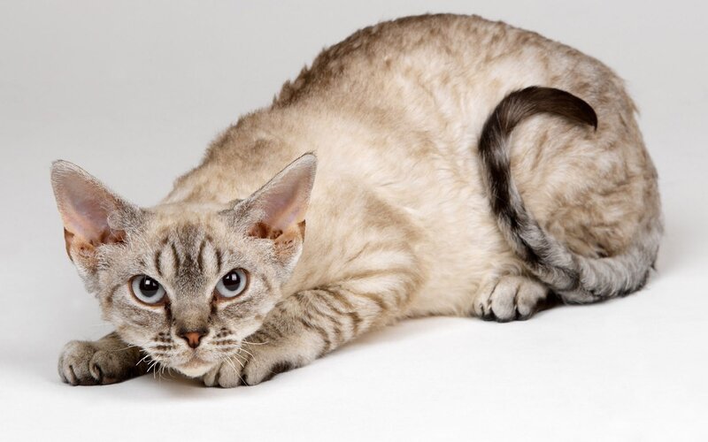 Curl Cat Lying Down