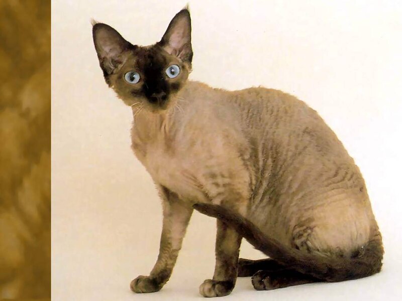Curl Cat with Blue Eyes
