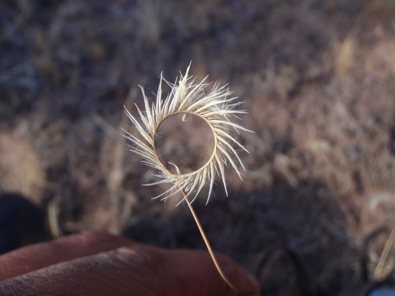 curled dried grass seed head