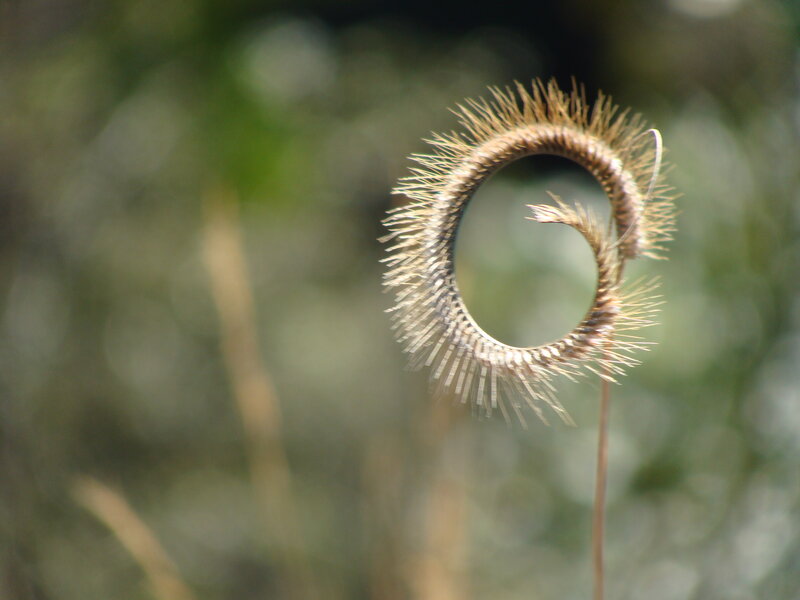 Curled Grass Seed Head