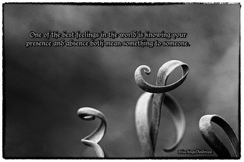 Curled Plant Tendrils