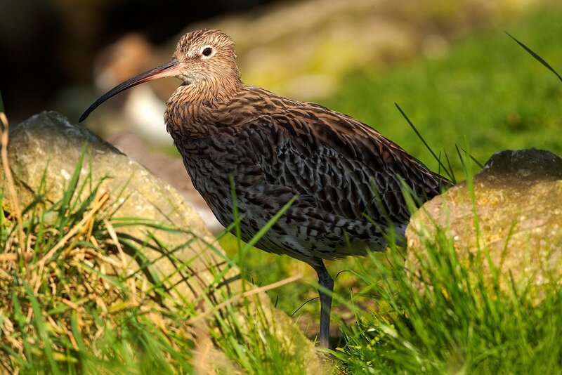 Curlew Bird in Grass
