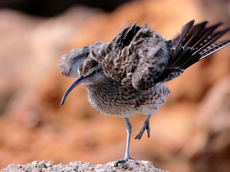 curlew bird on rock