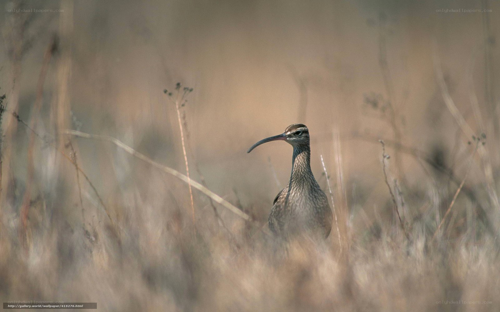 curlew in dry grass
