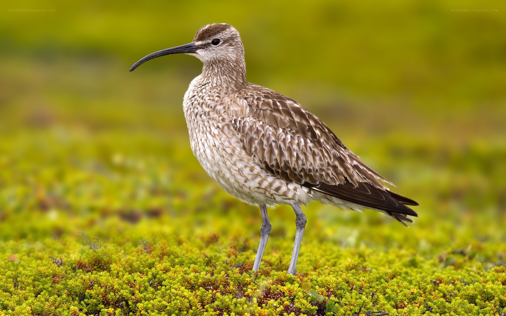 curlew on mossy ground