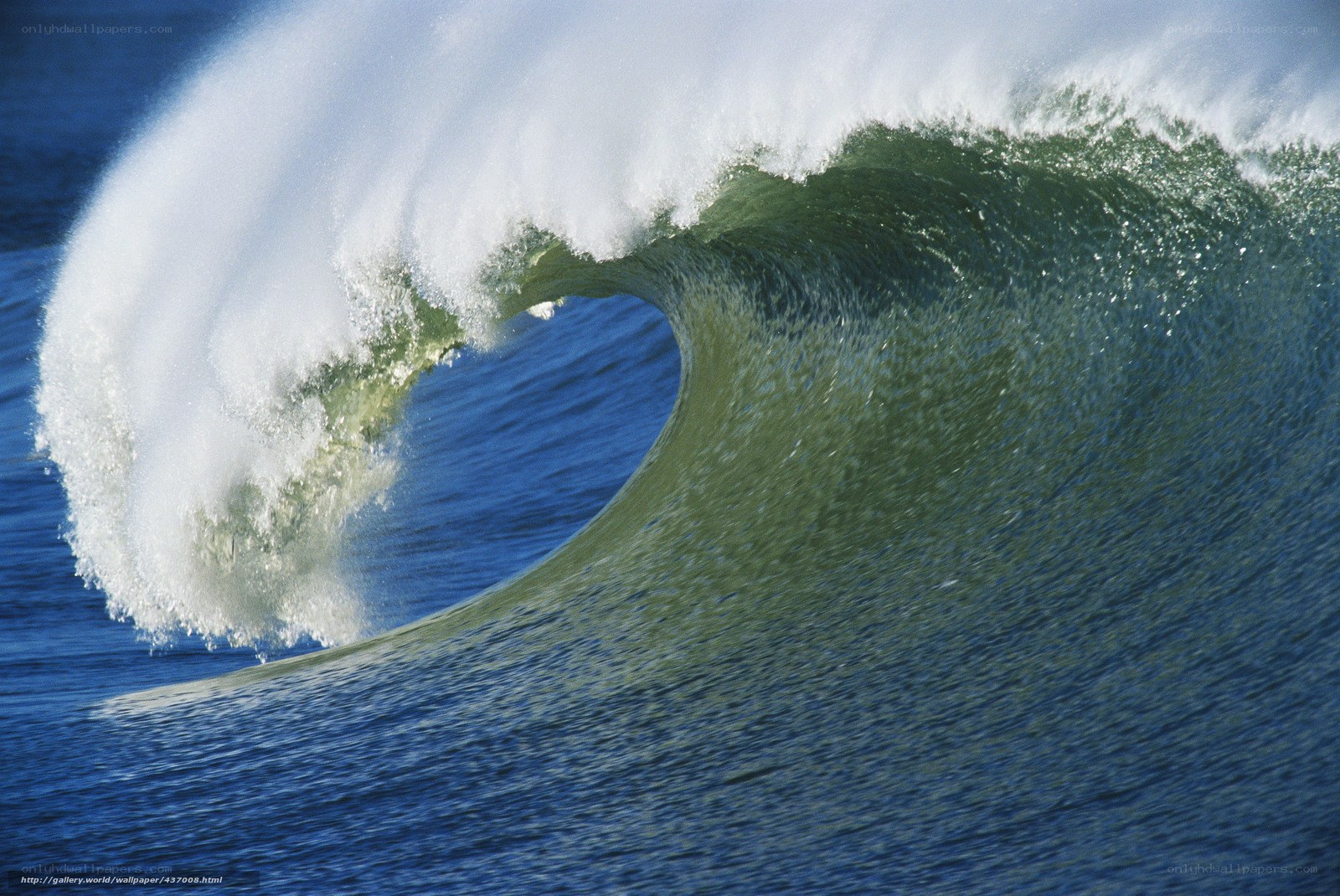 Curling ocean wave