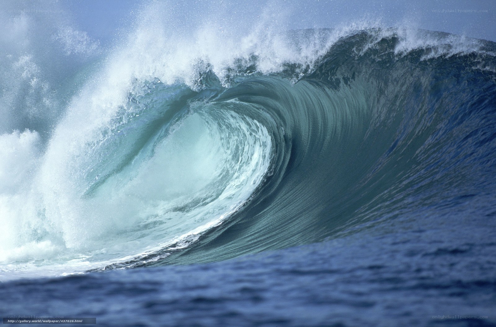 Curling ocean wave