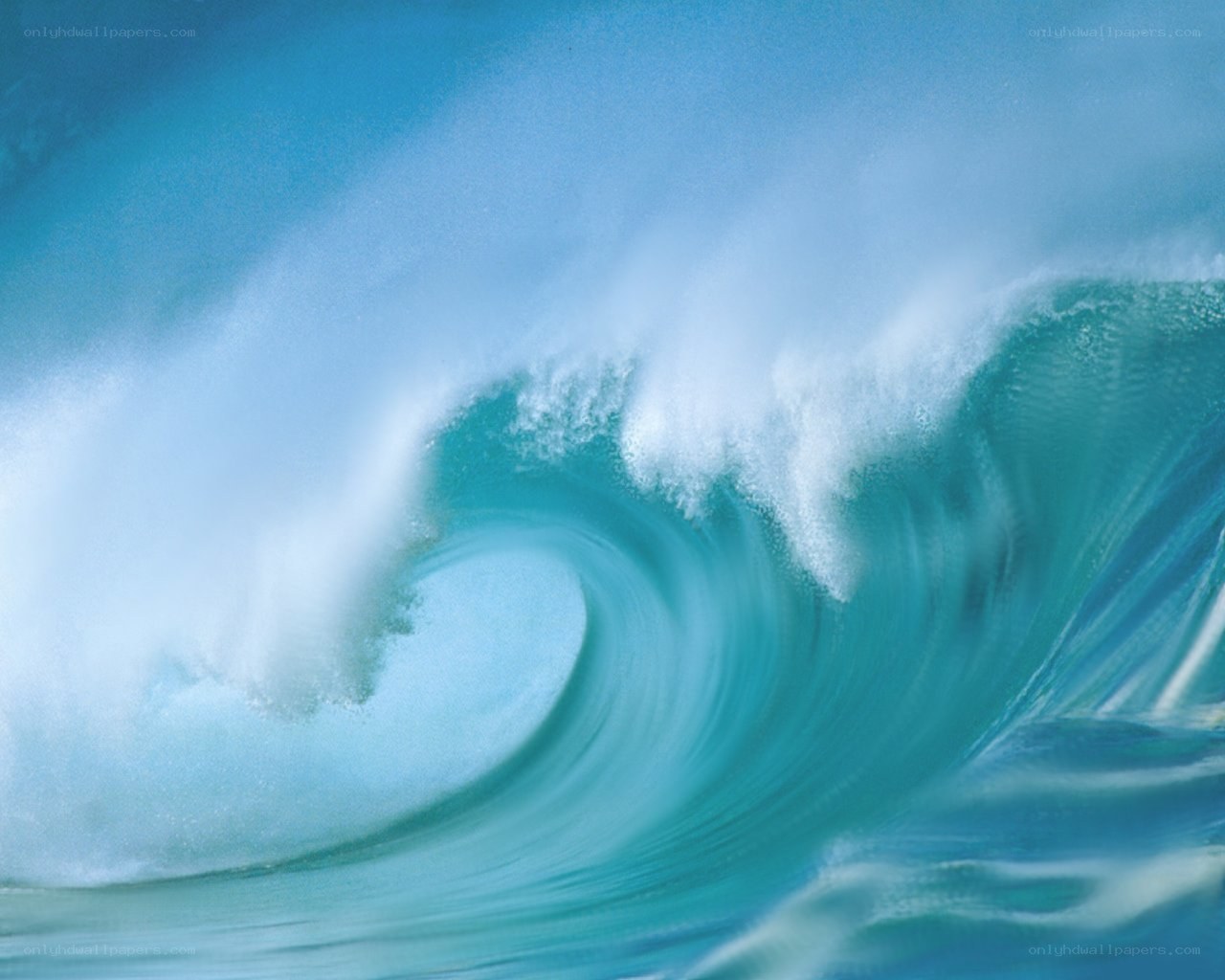 Curling ocean wave