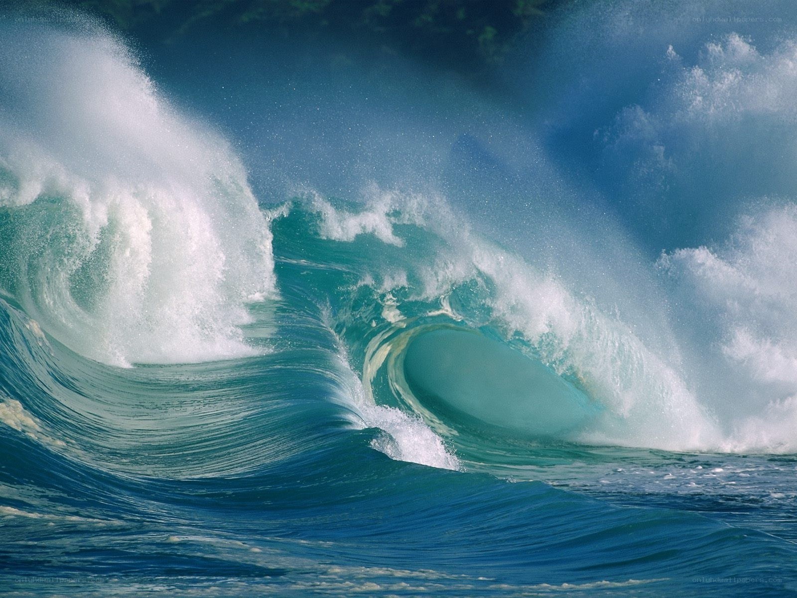 Curling ocean wave