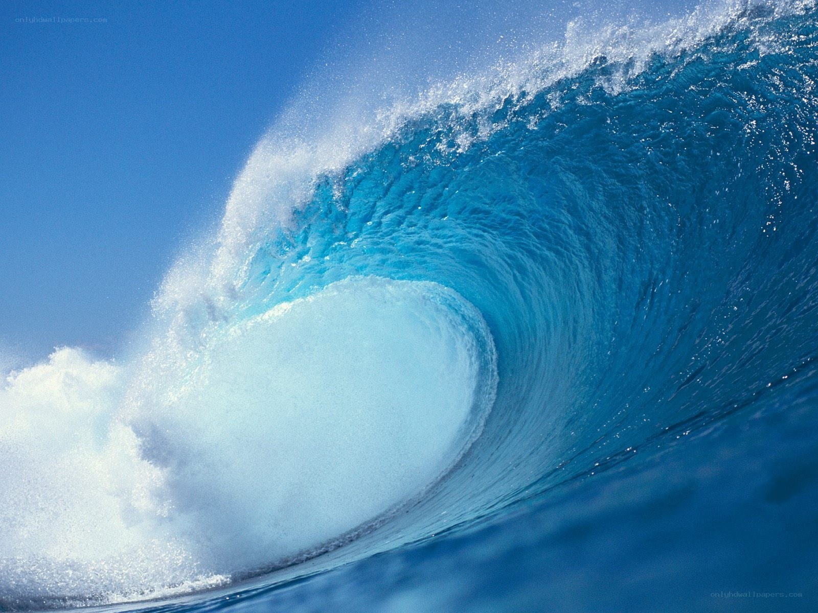 Curling ocean wave