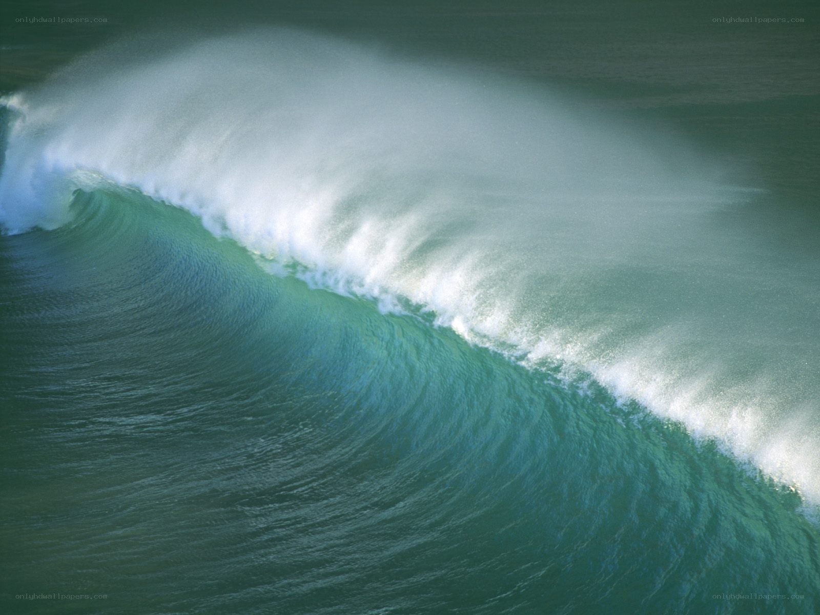 Curling ocean wave