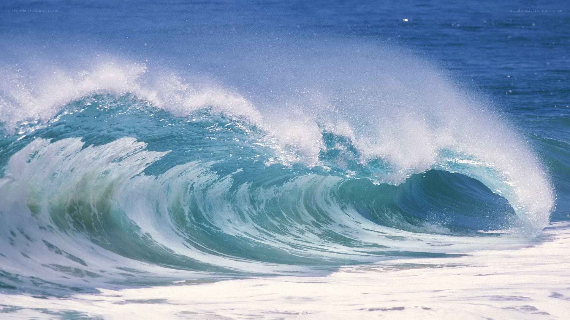 Curling ocean wave at the shore