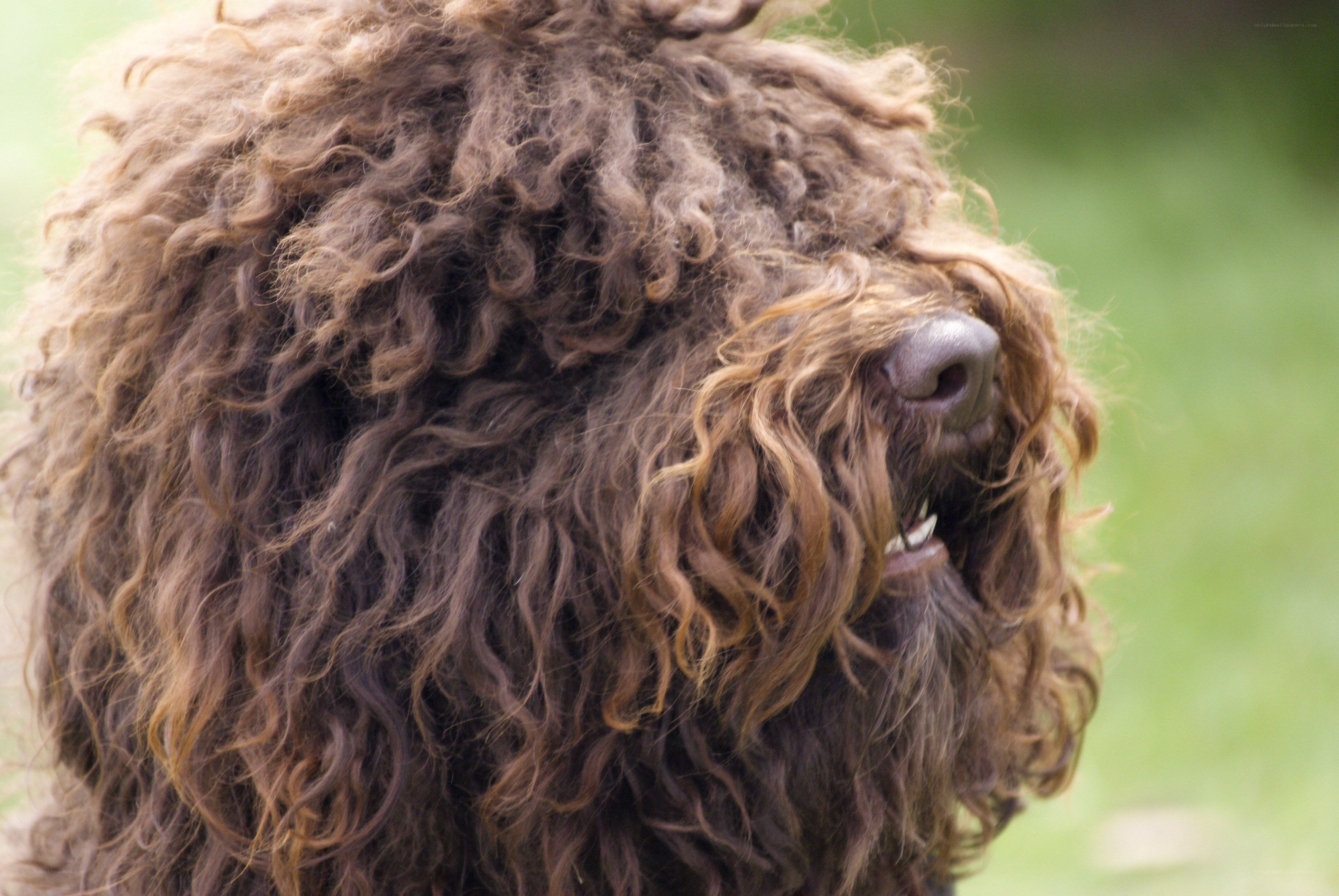 curly brown dog close-up