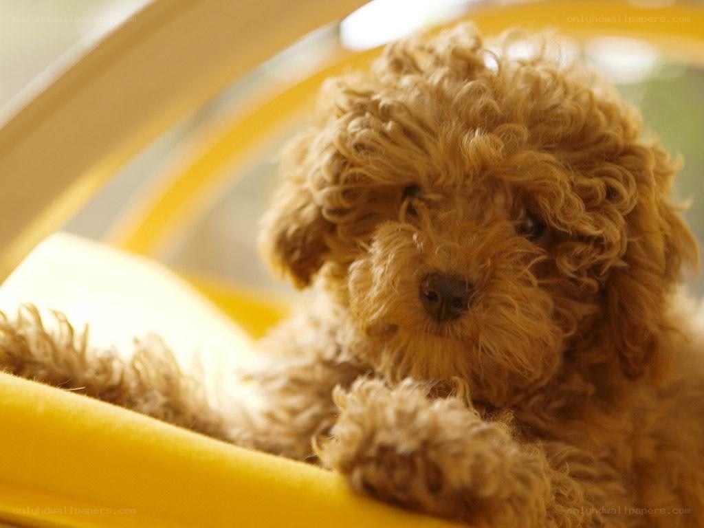 curly brown puppy resting