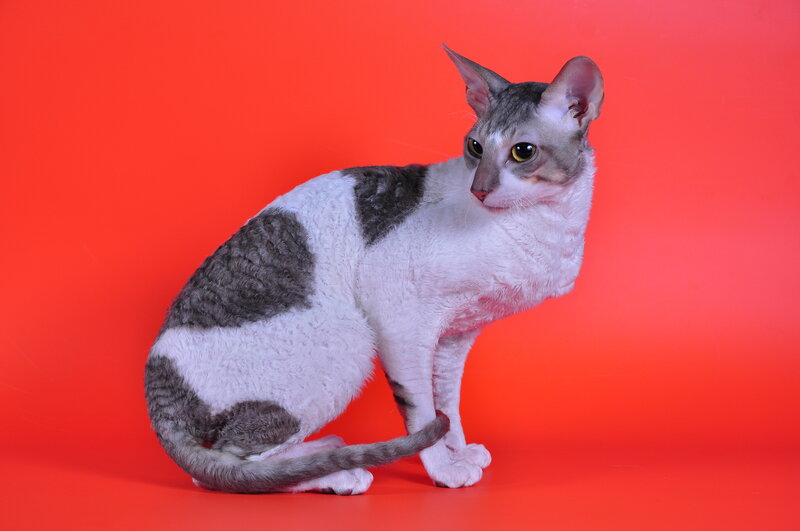 curly cat on red background