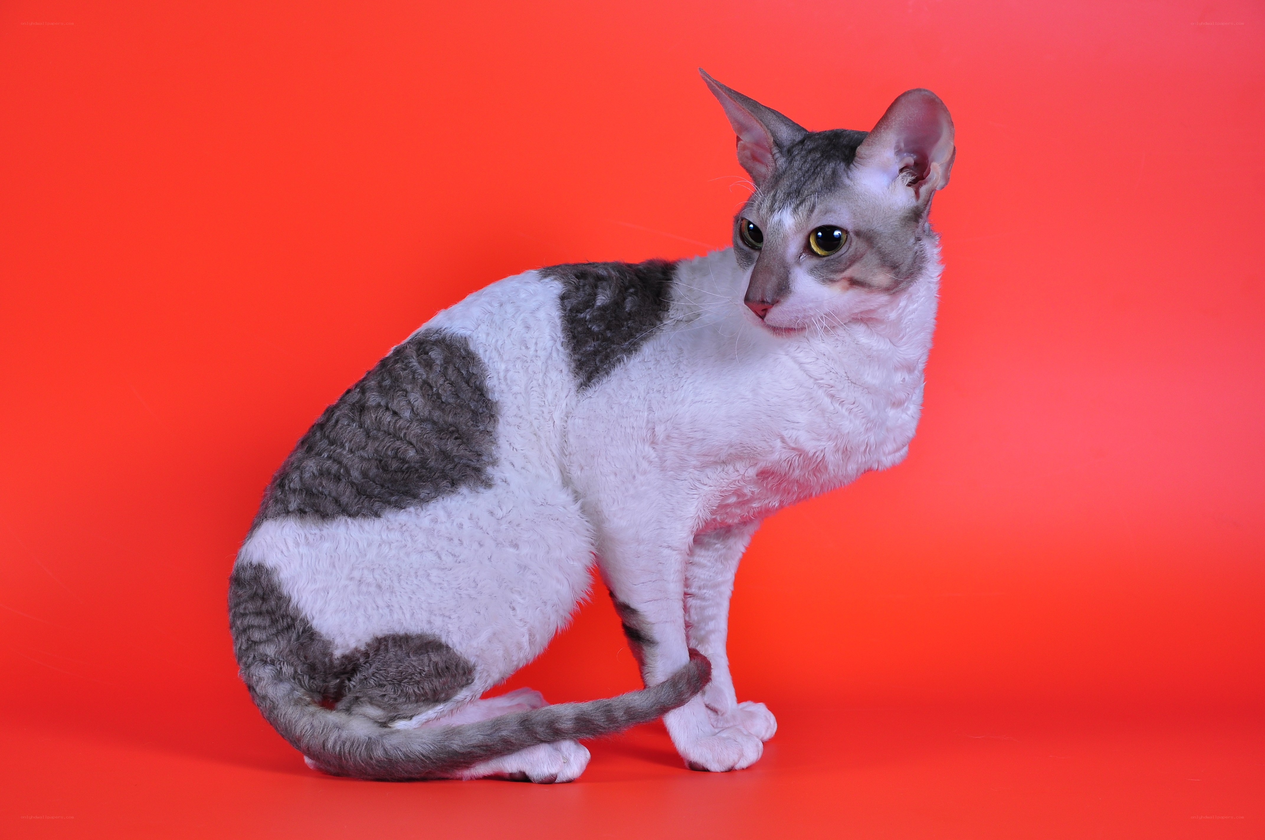 curly cat on red background