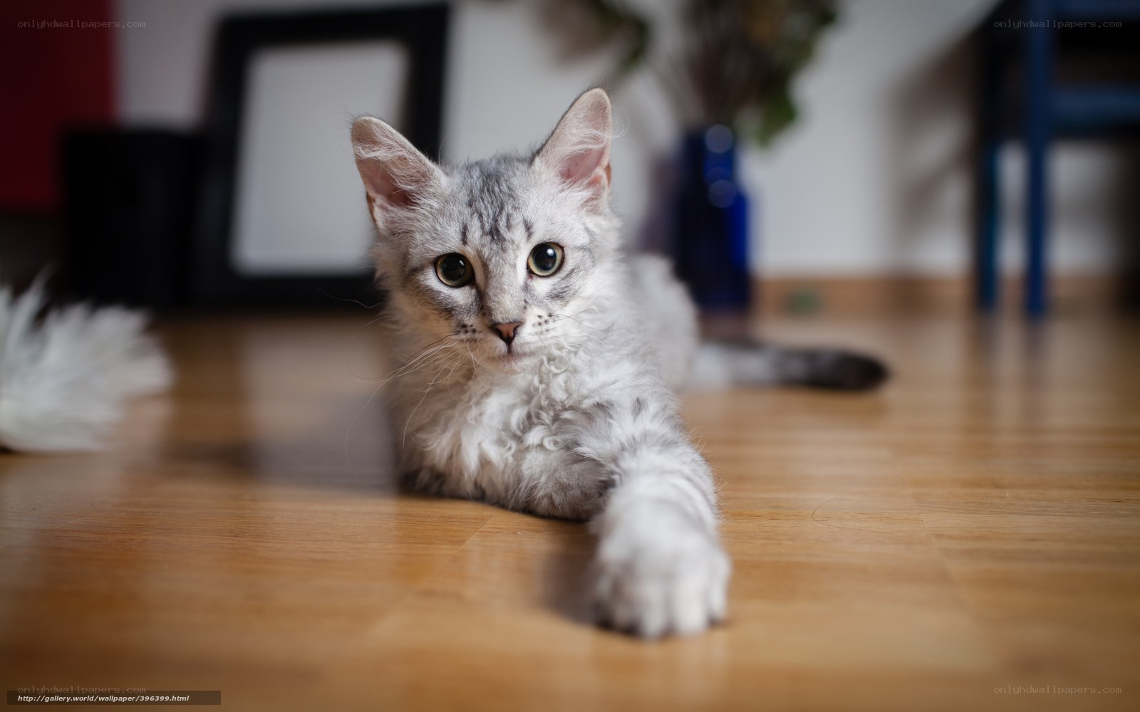 curly cat on wooden floor