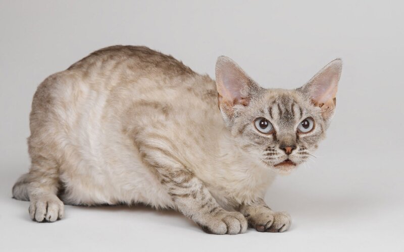 Curly-coated Cat