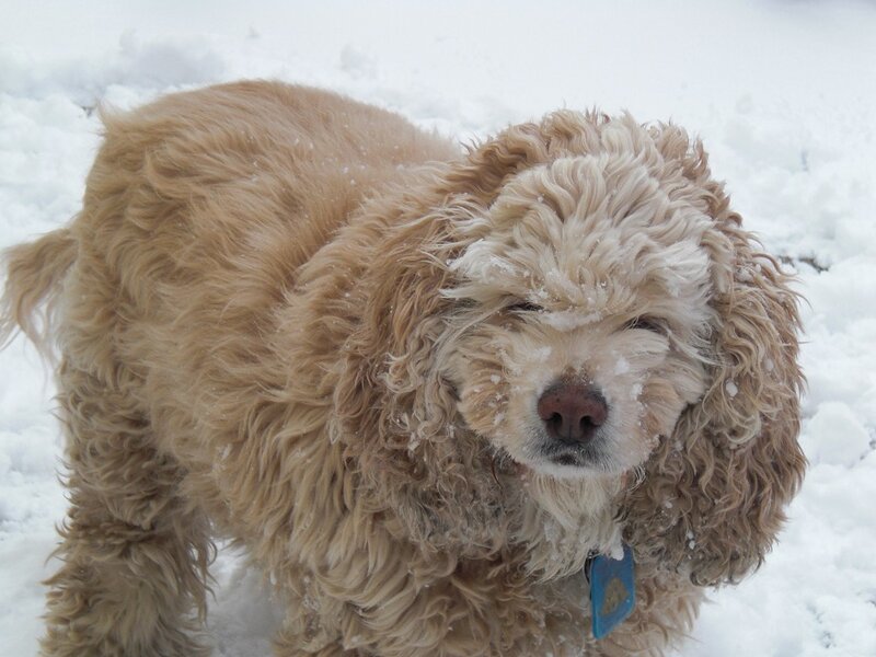 Curly-coated Dog in Snow