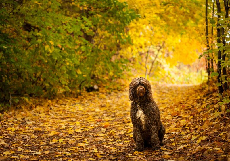 Curly-coated Dog on Path