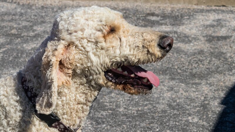 Curly-coated Dog