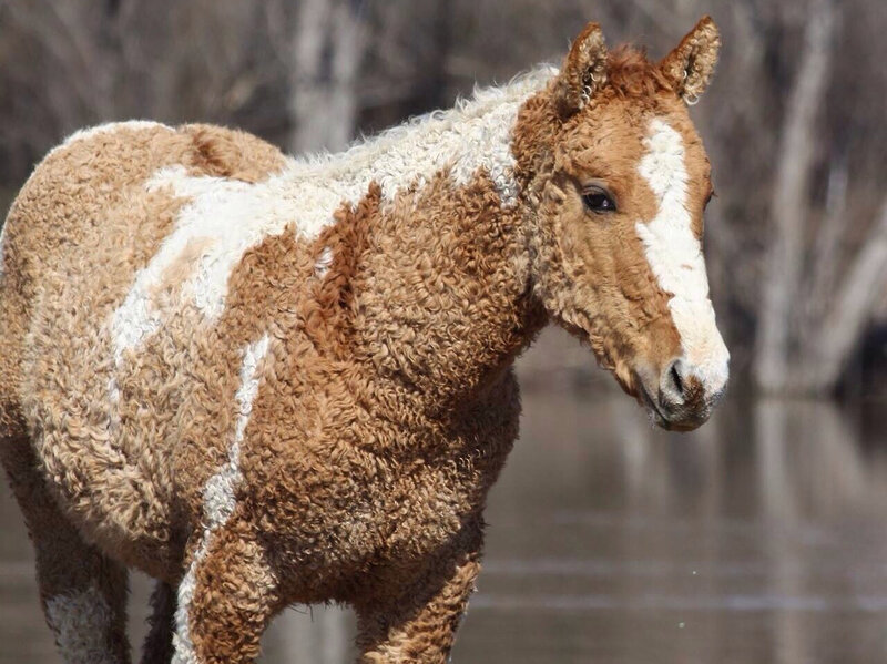 Curly-coated Horse
