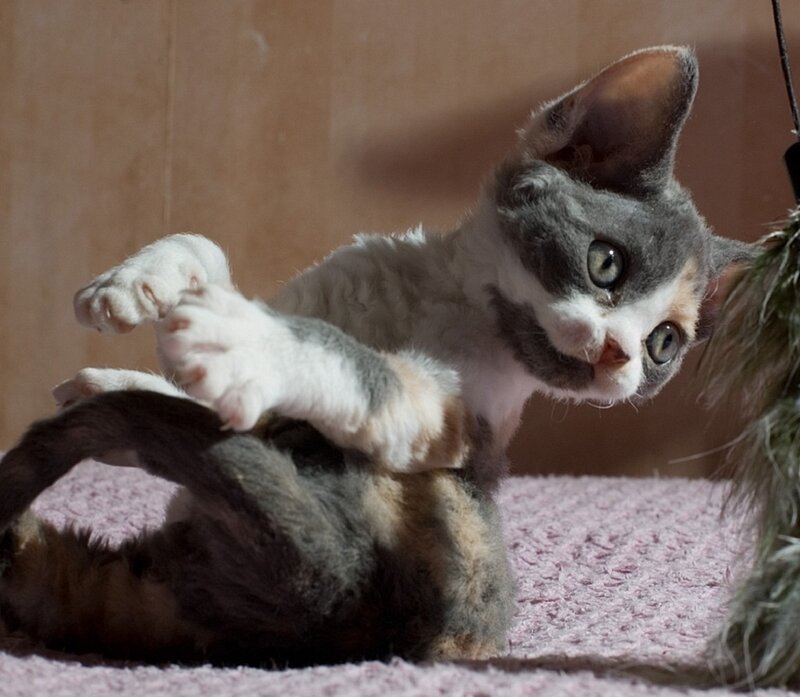 Curly-coated Kitten