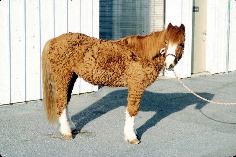 Curly-coated Pony