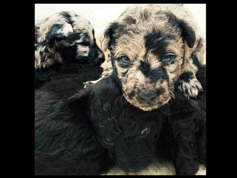 Curly-coated Puppies