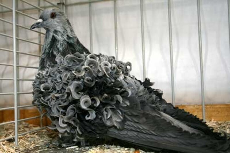 Curly-feathered Pigeon — Gray