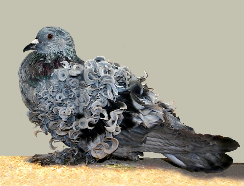Curly-feathered Pigeon