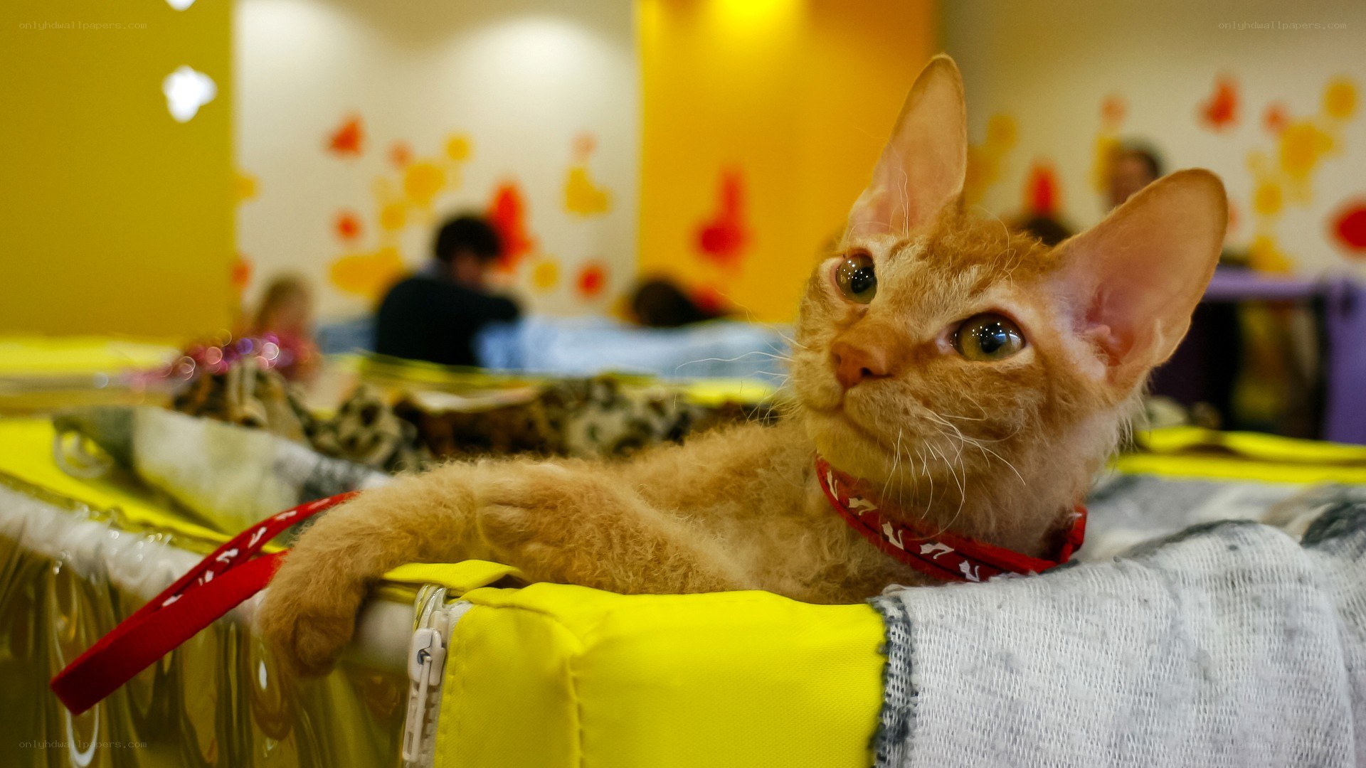 curly-haired cat in yellow bed