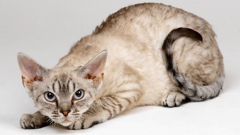 curly-haired cat lying down