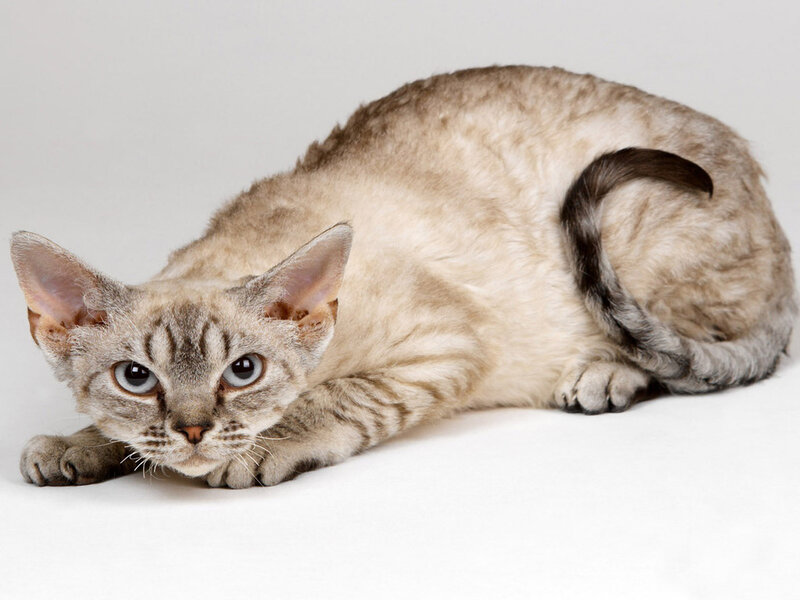 Curly-haired Cat Lying — Gray