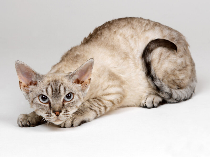 Curly-haired Cat Lying
