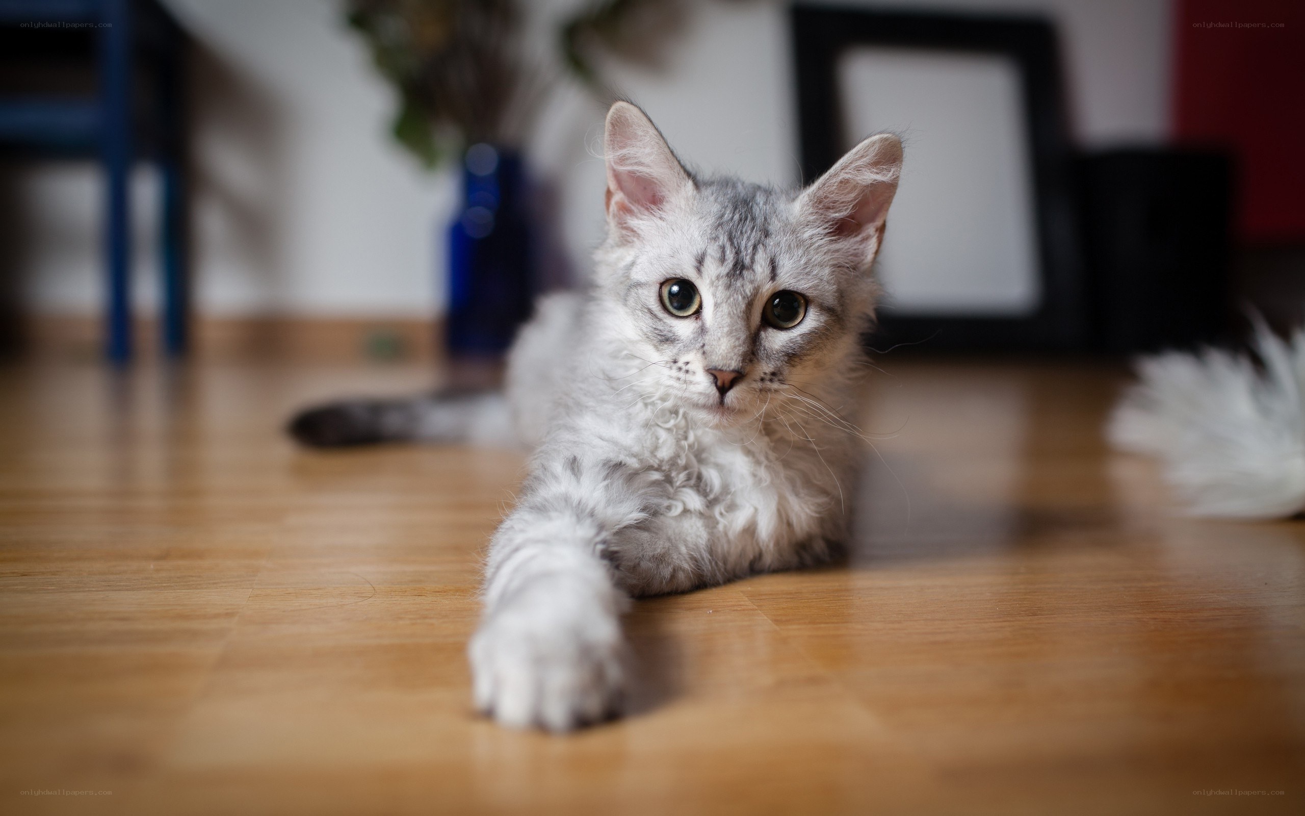 curly-haired cat on floor