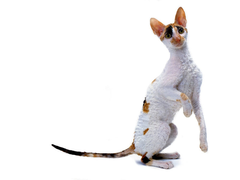 Curly-haired Cat Standing