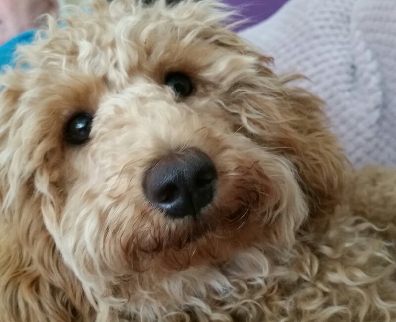 Curly-haired Dog — Brown, Calm