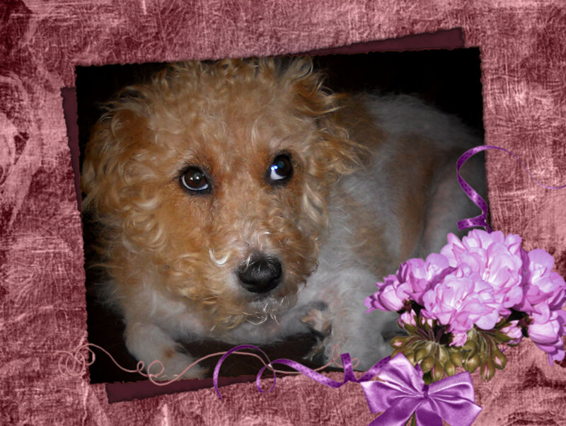 Curly-haired Dog in Frame