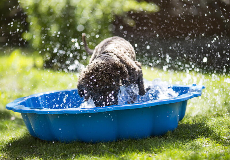 Curly-haired Dog in Pool