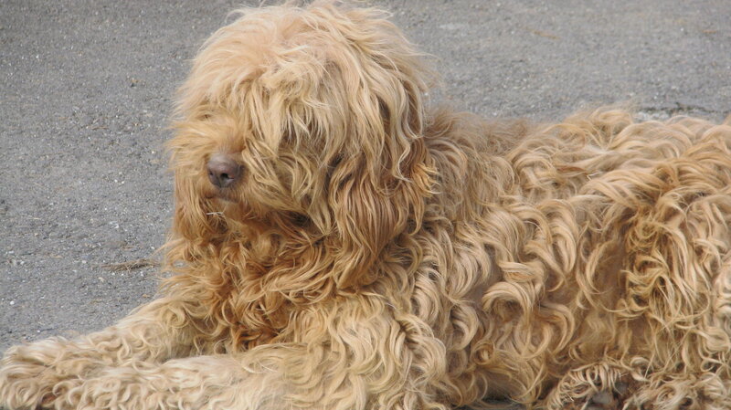 Curly-haired Dog Lying — Brown