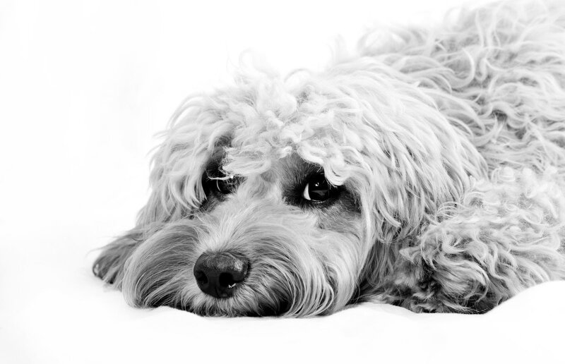 Curly-haired Dog Lying