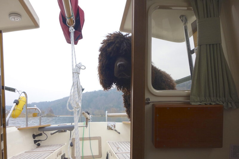 Curly-haired Dog on Boat