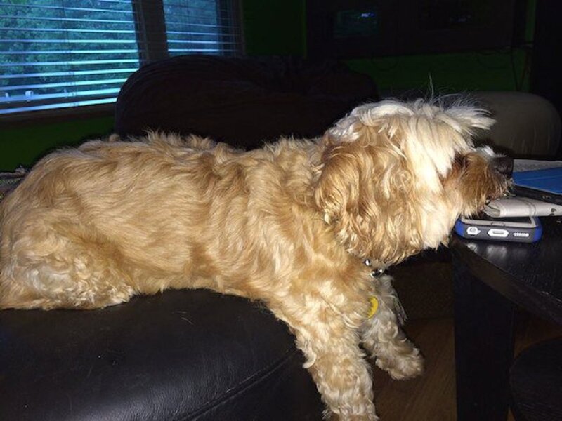 Curly-haired Dog on Couch