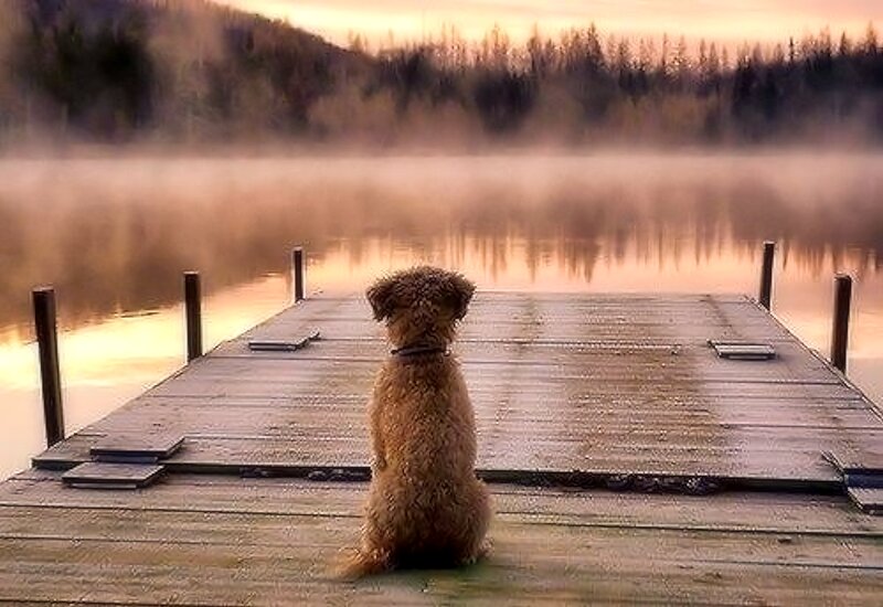 Curly-haired Dog on Dock