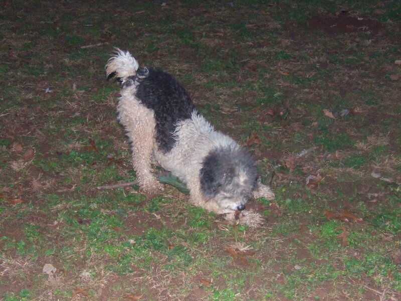 Curly-haired Dog on Grass